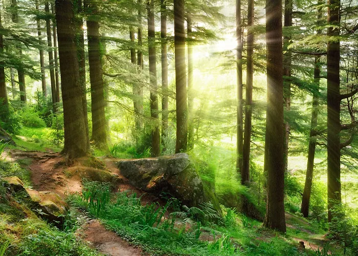 Zum Schneekopf Hotel